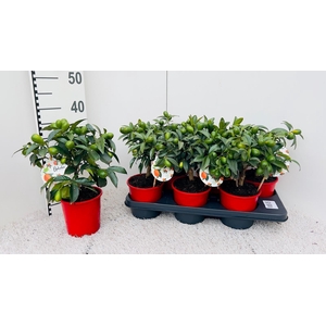 Citrus Kumquat Nagami medi-stem