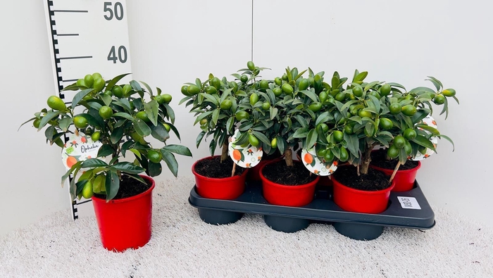 <h4>Citrus Kumquat Nagami medi-stem</h4>