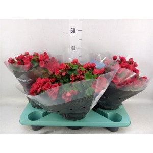 Begonia elat. HL 'Betulia'