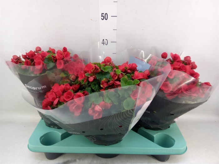 <h4>Begonia elat. HL 'Betulia'</h4>