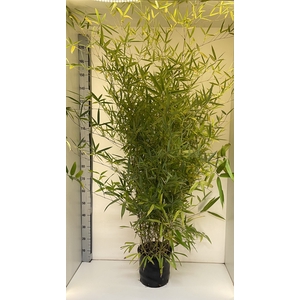 Phyllostachys aurea
