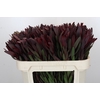 Leucadendron Saf Sunset Dark R.