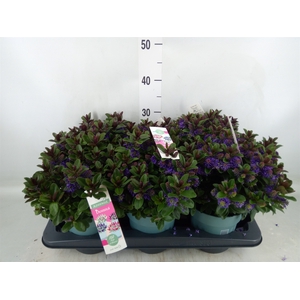 Hebe  'Vinoa Purple'