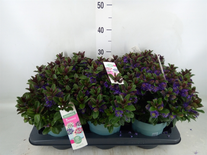 <h4>Hebe  'Vinoa Purple'</h4>