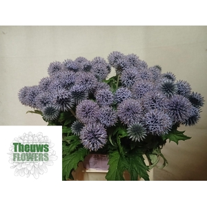 ECHIN RI VEITCH BLUE