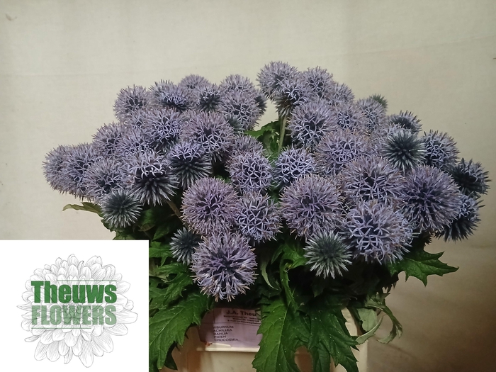 <h4>ECHIN RI VEITCH BLUE</h4>