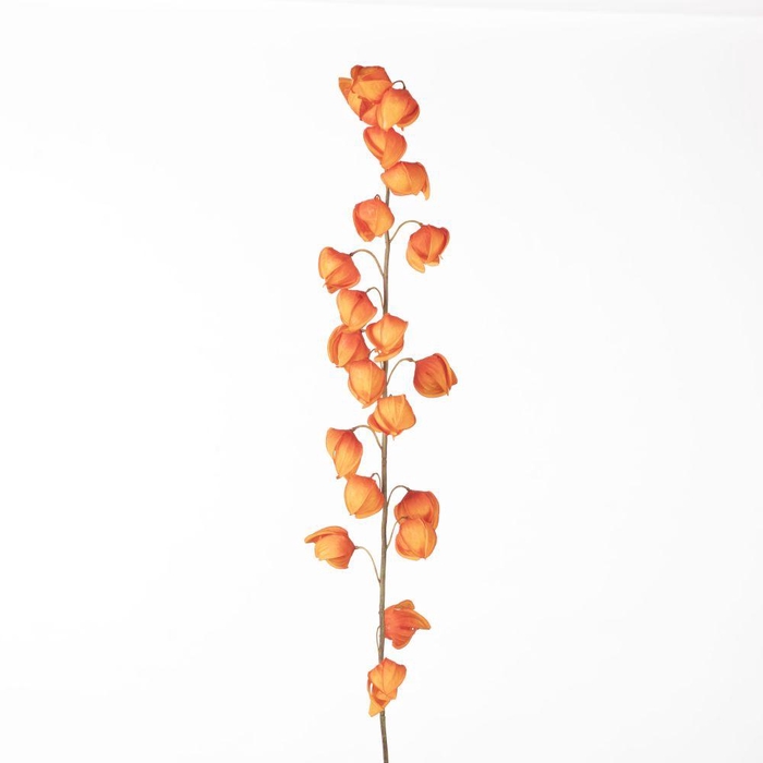 <h4>AF Physalis Spray L129cm Orang</h4>