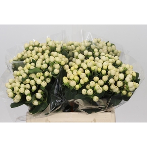 Hypericum Cool Romance