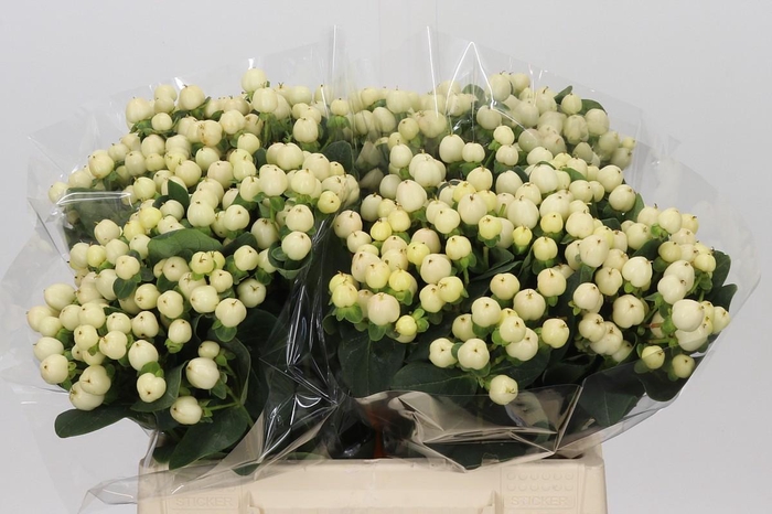 <h4>Hypericum Cool Romance</h4>