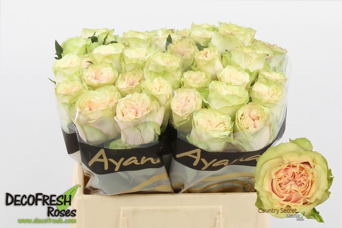 <h4>R Gr Country Secret Ayana</h4>