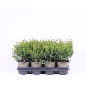 Juniperus x pfitzeriana Mint Julep