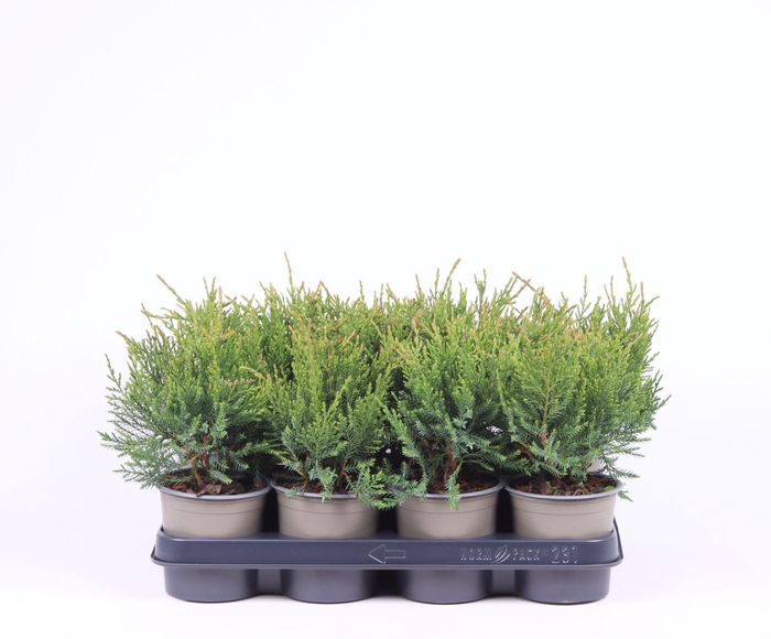 <h4>Juniperus x pfitzeriana Mint Julep</h4>
