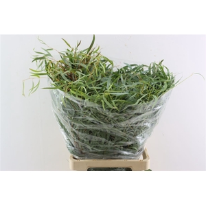 Euca Nicoly 300gr P Bunch