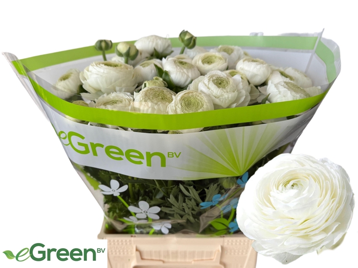 <h4>RAN AAZUR WHITE</h4>