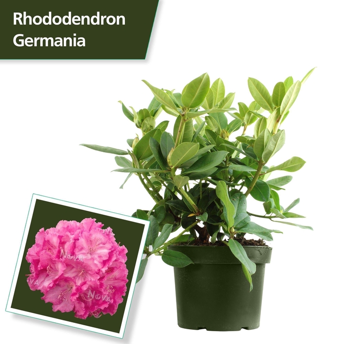 <h4>Rhodo. 'Germania' pink</h4>