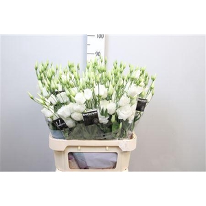 Eus G Arena Giant White 90cm !!