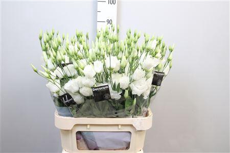 <h4>Eus G Arena Giant White 90cm !!</h4>