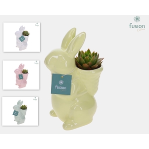 Pasen Haas Small keramiek 4 kleuren met Succulent