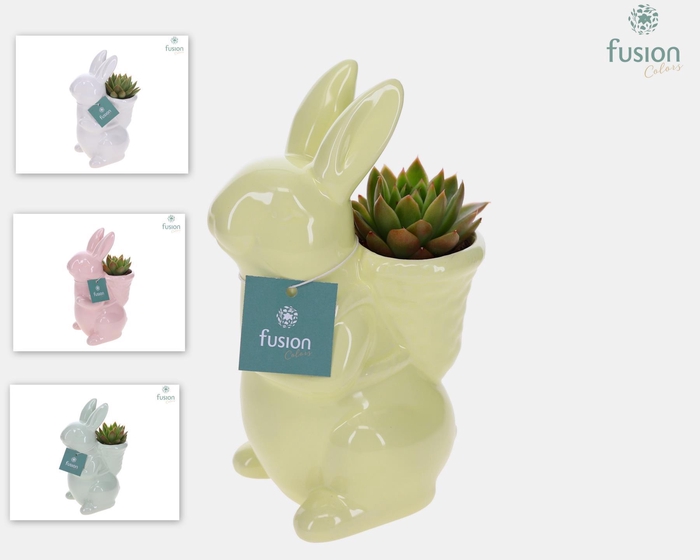 <h4>Pasen Haas Small keramiek 4 kleuren met Succulent</h4>