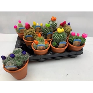 CACTUS VERSIERD