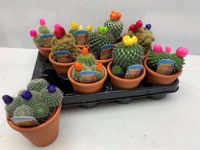 <h4>CACTUS VERSIERD</h4>