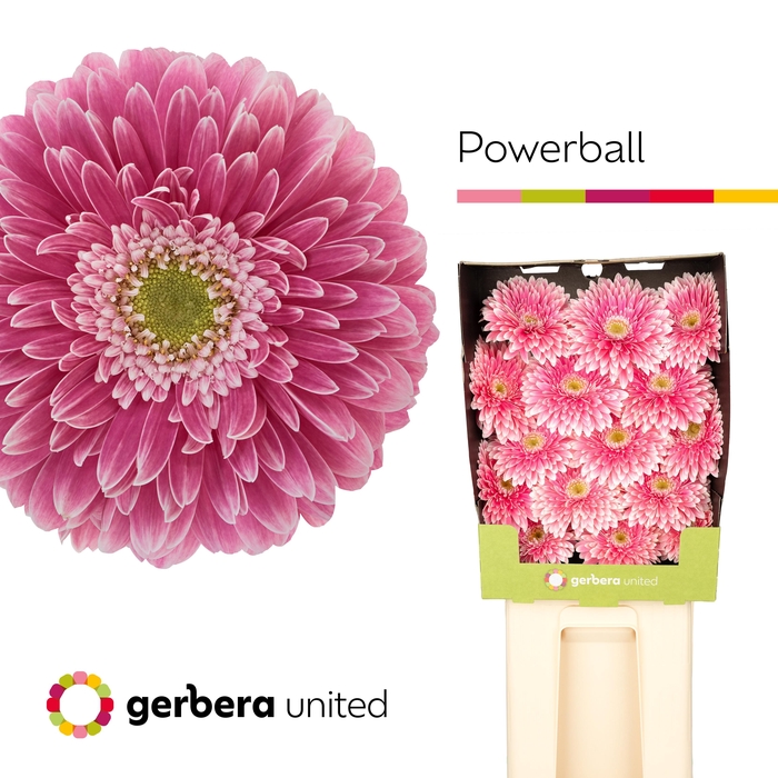 <h4>Gerbera Pomponi Power Ball Diamond</h4>