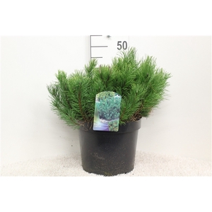 Pinus mugo mugo P29 potgekweekt