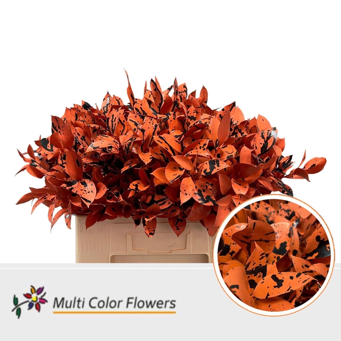 <h4>Ruscus   ...colored H%</h4>