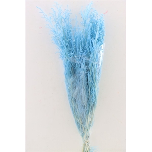 Pres Licopodium Long Baby Blue Bunch