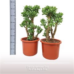 Crassula arborescens Curly