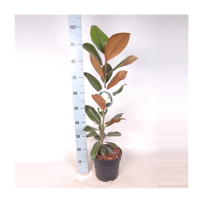 <h4>Magnolia Grandiflora 60-80 C5</h4>