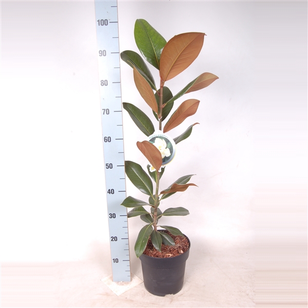 Magnolia Grandiflora 60-80 C5