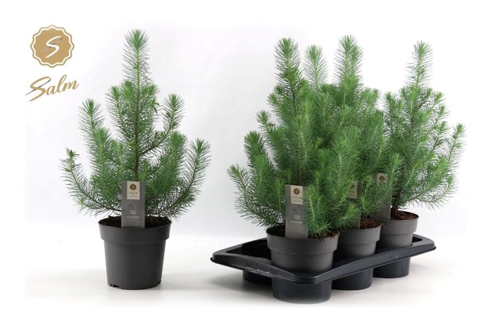 <h4>PINUS SILVER CREST</h4>