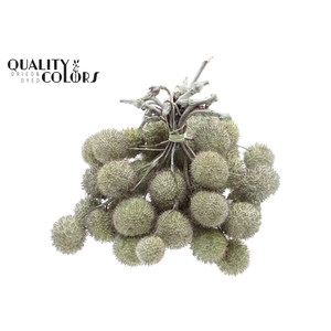 Small ball per bunch in poly Pearl Mint Green