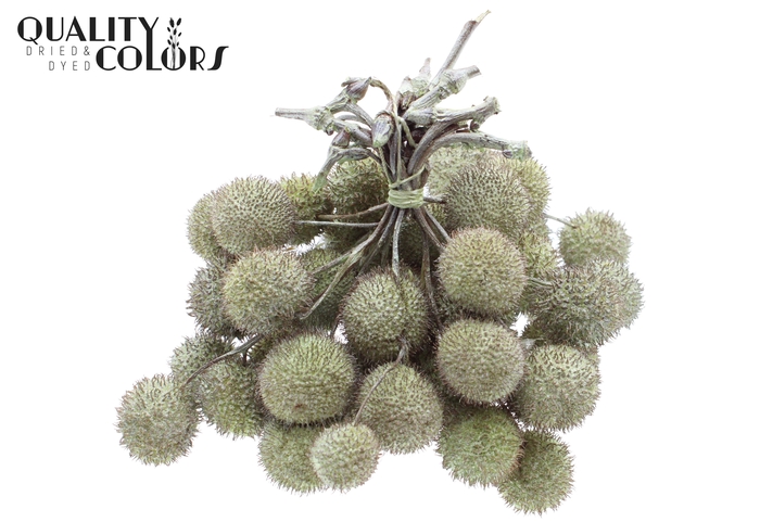 Small ball per bunch in poly Pearl Mint Green