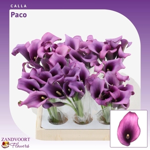 Calla Paco