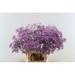 Artificial Stem Gyps Purple