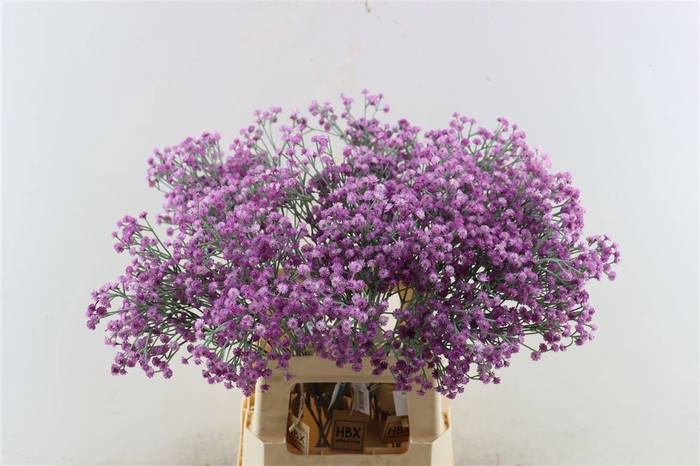 <h4>Artificial Stem Gyps Purple</h4>