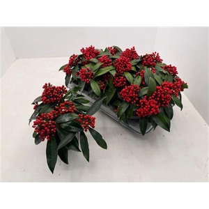 Skim J Reevesiana 4 Bloemen+