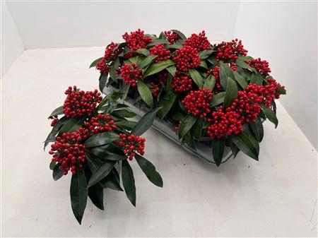 <h4>Skim J Reevesiana 4 Bloemen+</h4>