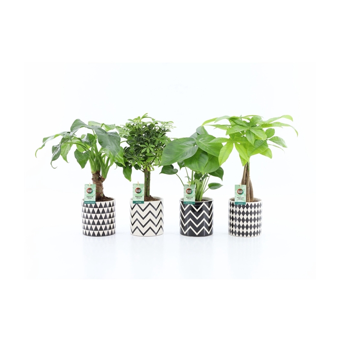 <h4>Jungle Mix in Escher Keramiek</h4>