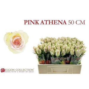 R Gr Pink Athena