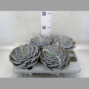Echeveria  'Pollux'