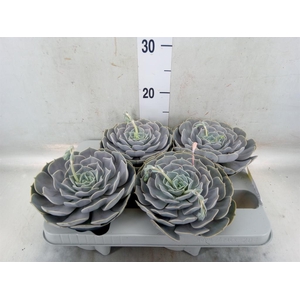 Echeveria  'Pollux'