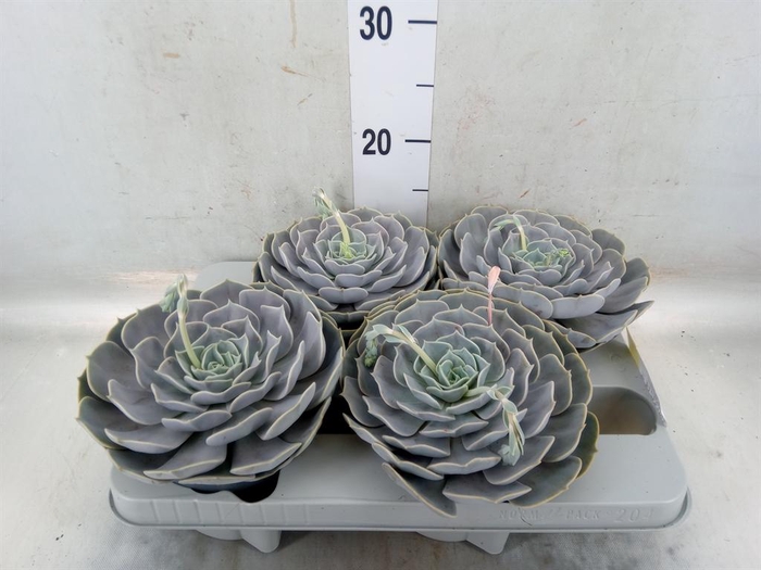 <h4>Echeveria  'Pollux'</h4>