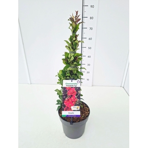 Chaenomeles speciosa