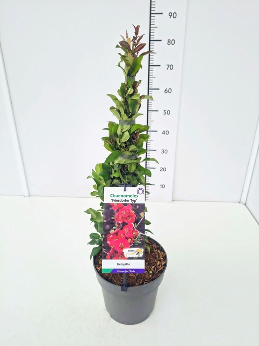 <h4>Chaenomeles speciosa</h4>