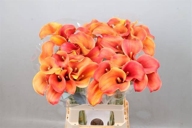 <h4>Calla Callista Kallaland</h4>