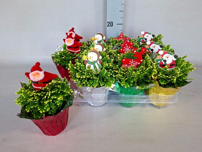 <h4>SELAG M JORI</h4>