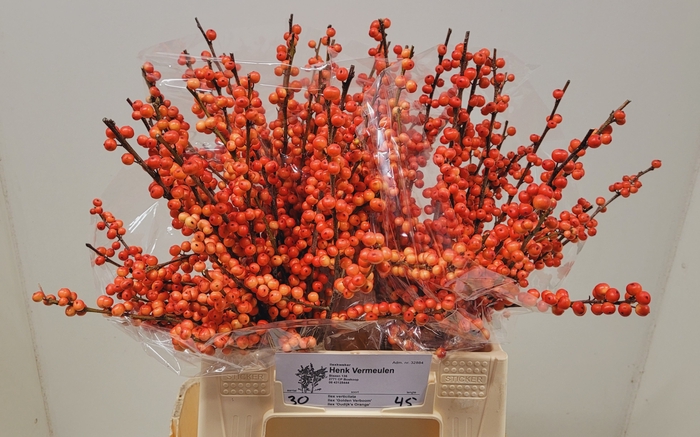 <h4>ILEX VE OUDIJ ORANGE</h4>